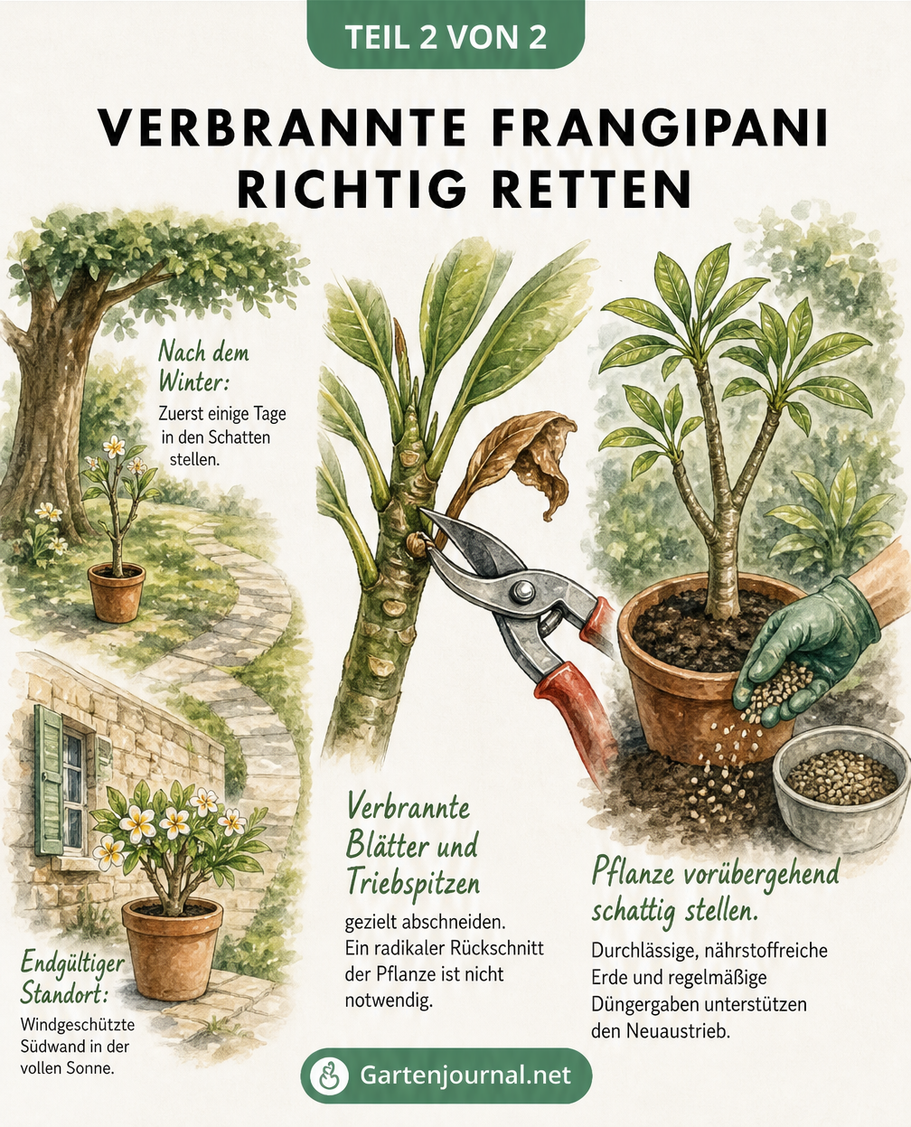 Skizze zur Rettung einer verbrannten Frangipani durch gezielten Rückschnitt und schattigen Standort