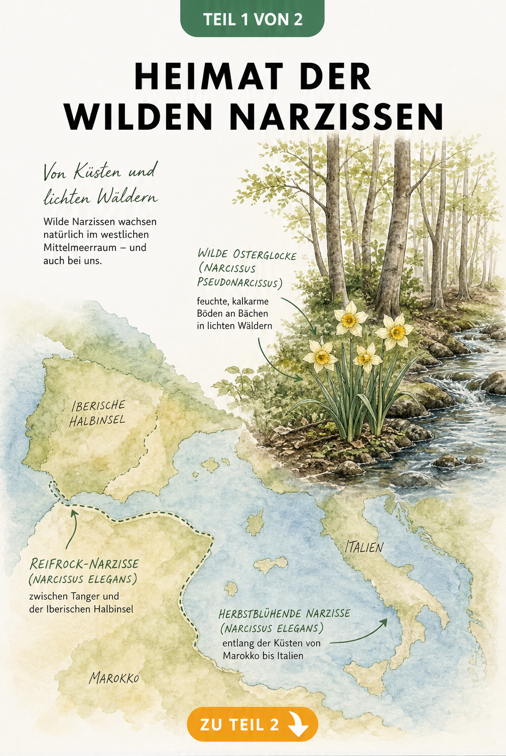 Handgezeichnete Landkarte und Landschaftsprofil, die das natürliche Verbreitungsgebiet wilder Narzissen im Mittelmeerraum und in deutschen Mischwäldern zeigen.