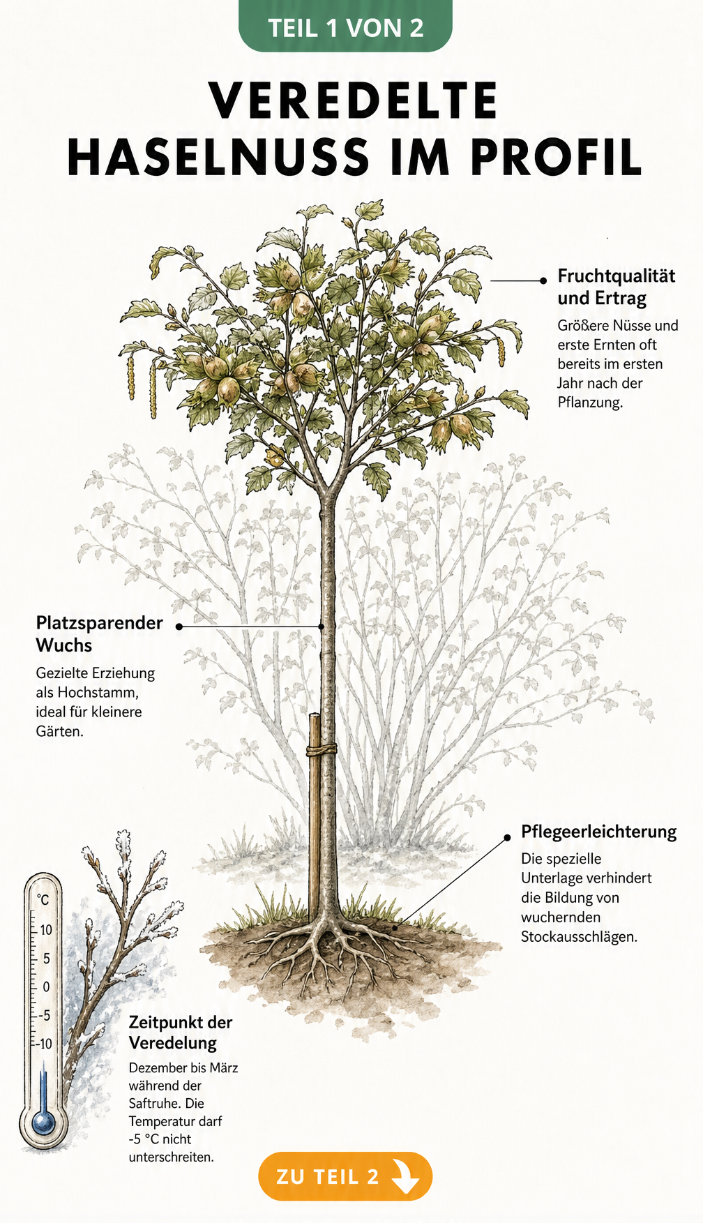 Botanische Illustration eines veredelten Haselnussbaums als Hochstamm mit Erklärungen zu Fruchtqualität, Platzbedarf und Pflege