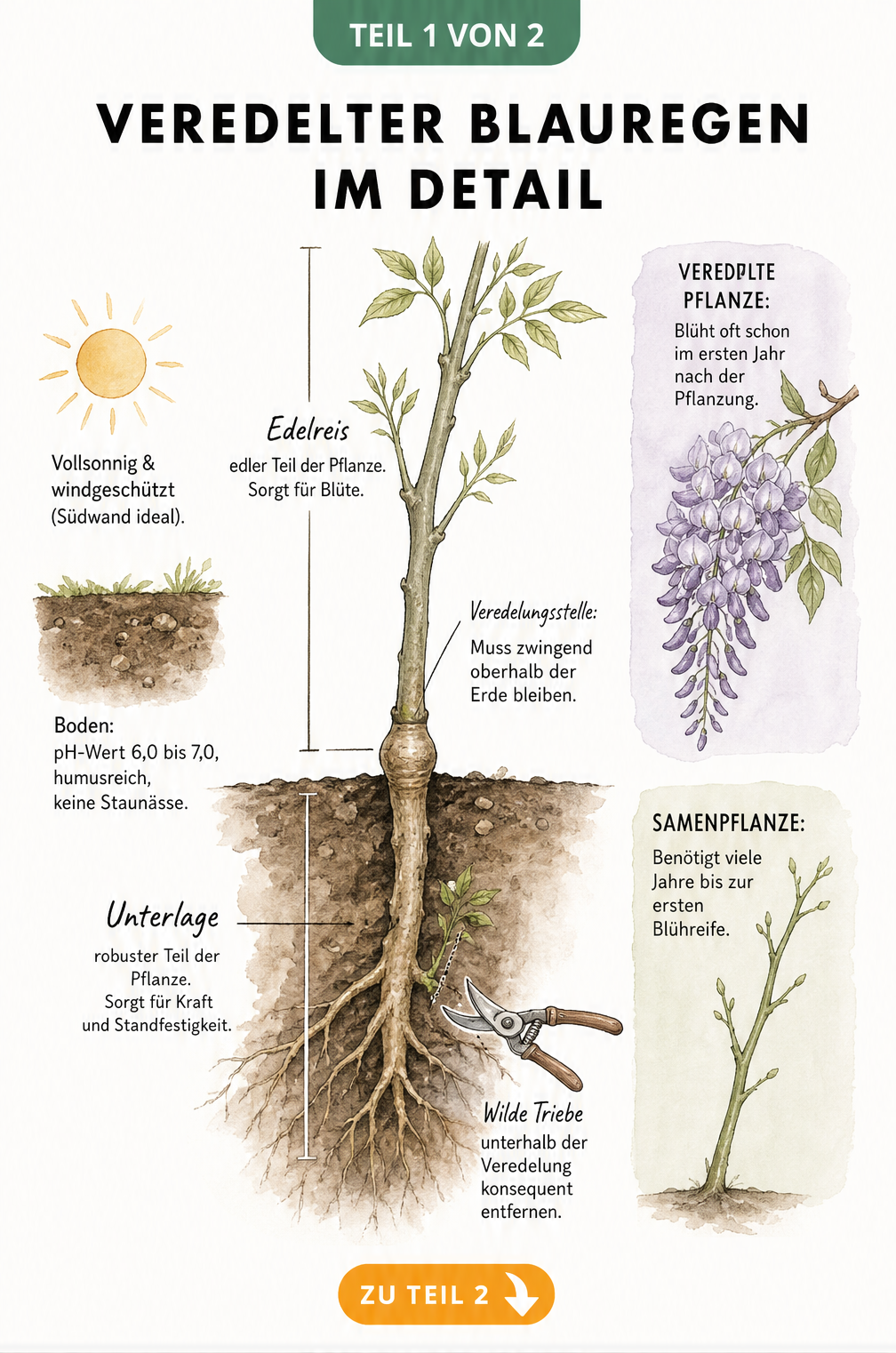 Botanische Illustration eines veredelten Blauregens mit Veredelungsstelle, Wurzeln und Blütentraube im Vergleich zur Samenpflanze