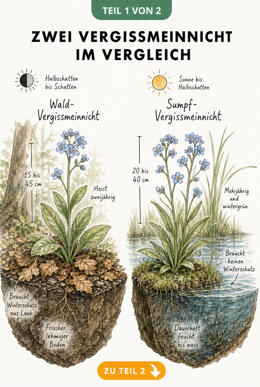 Illustration von Wald-Vergissmeinnicht und Sumpf-Vergissmeinnicht im Vergleich mit Wuchshöhe, Standort und Bodenansprüchen
