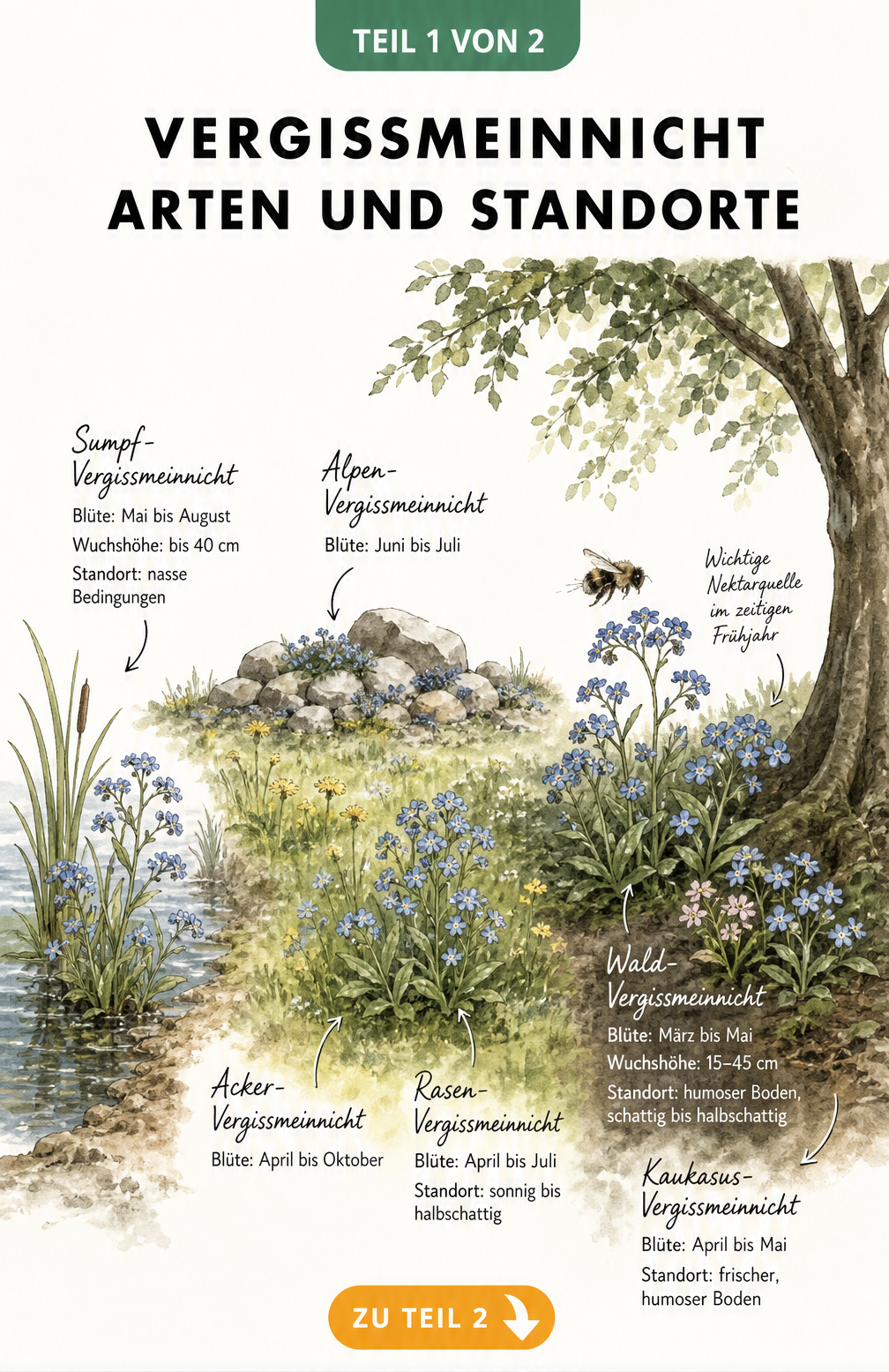 Illustration verschiedener Vergissmeinnicht-Arten an ihren idealen Standorten wie Teichrand, Wiese und Schatten.