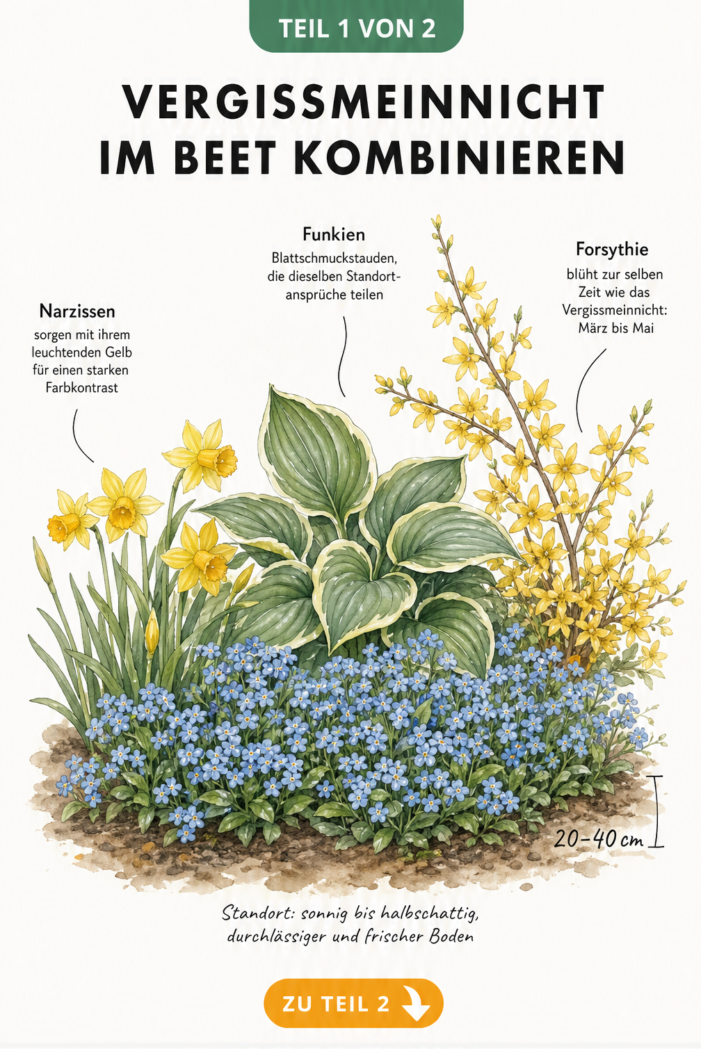 Illustration eines Gartenbeetes mit blauen Vergissmeinnicht, gelben Narzissen, grünen Funkien und einer blühenden Forsythie