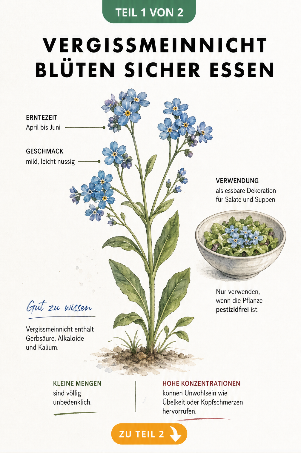 Botanische Illustration einer Vergissmeinnicht-Pflanze mit Hinweisen zur Essbarkeit, Erntezeit und Giftigkeit