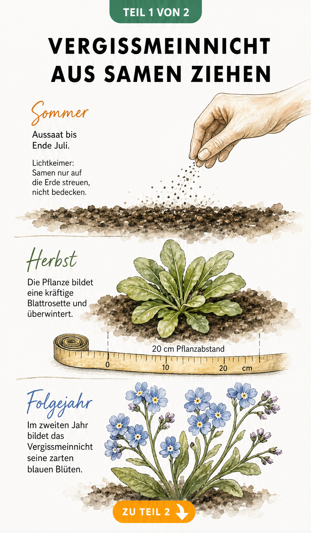 Botanische Zeitachse zum zweijährigen Lebenszyklus von Vergissmeinnicht, von der Aussaat im Sommer über die Blattwurzelrosette im Herbst bis zur Blüte im...
