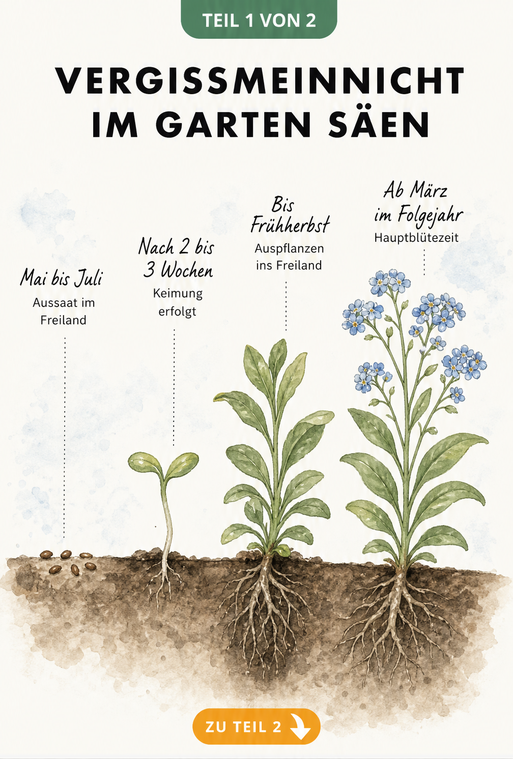 Illustration des zweijährigen Lebenszyklus von Vergissmeinnicht von der Aussaat bis zur Blüte