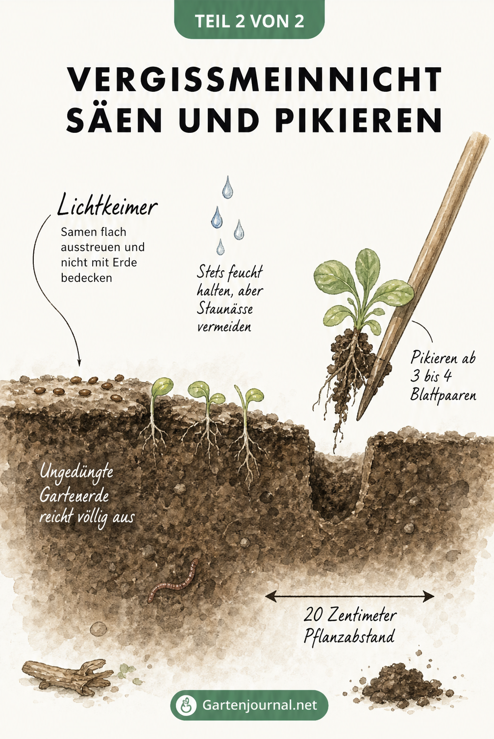 Querschnittszeichnung eines Anzuchtbeetes mit Vergissmeinnicht-Samen und einer Jungpflanze beim Pikieren