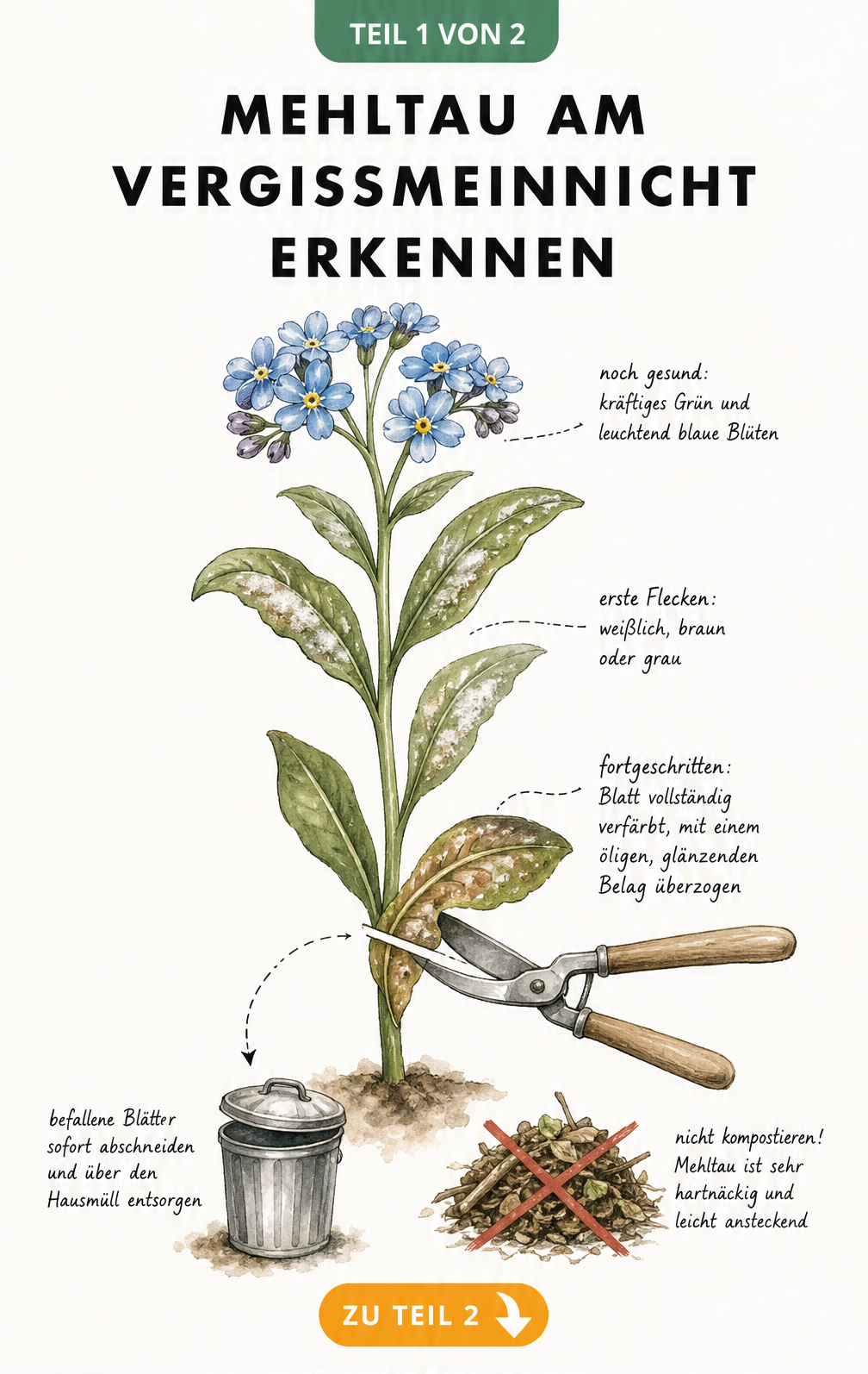 Illustration eines Vergissmeinnichts mit Mehltaubefall, bei dem ein krankes Blatt mit einer Gartenschere abgeschnitten wird.