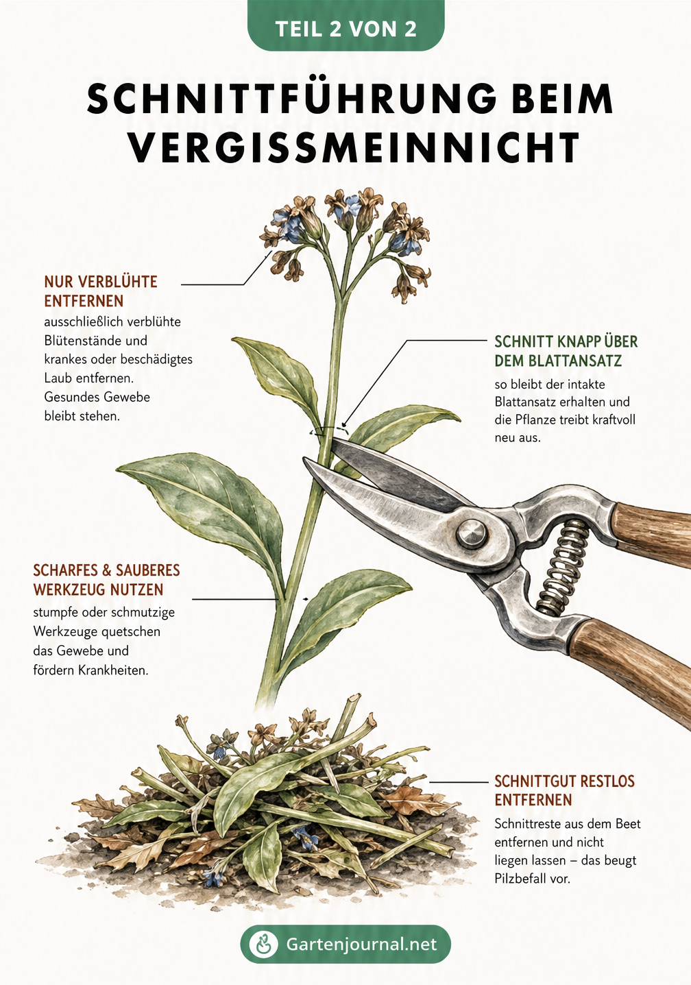 Makro-Zeichnung eines Vergissmeinnicht-Stängels, die den korrekten Ansatz der Gartenschere über dem Blattansatz demonstriert