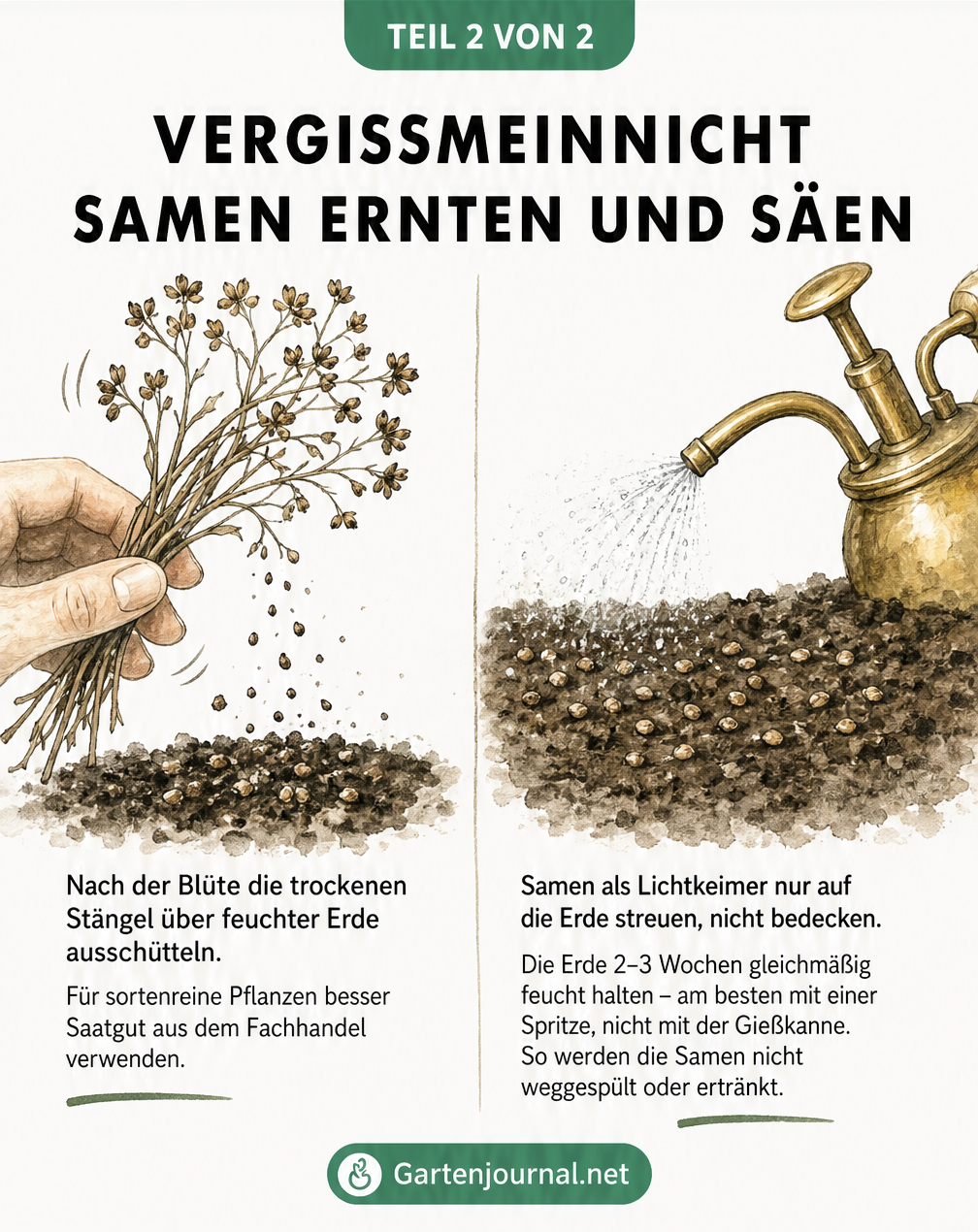 Illustration zur Saatgutgewinnung von Vergissmeinnicht durch Ausschütteln verblühter Stauden und zur richtigen Bewässerung der Lichtkeimer mit einer...