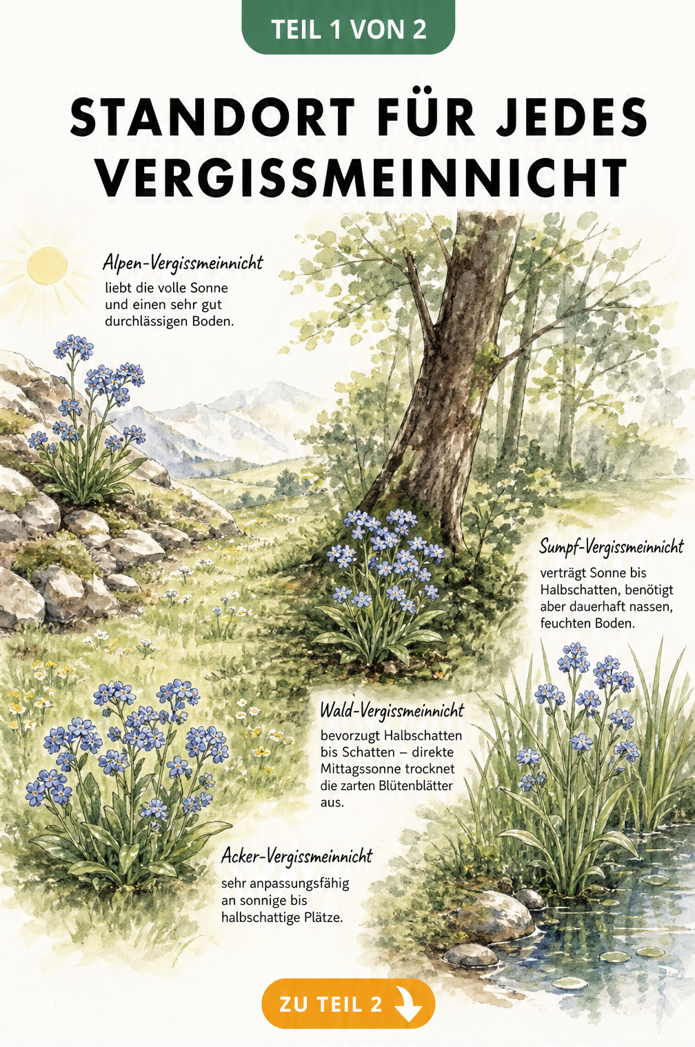 Aquarell-Illustration von vier Vergissmeinnicht-Arten in ihren natürlichen Lebensräumen von sonnig bis feucht