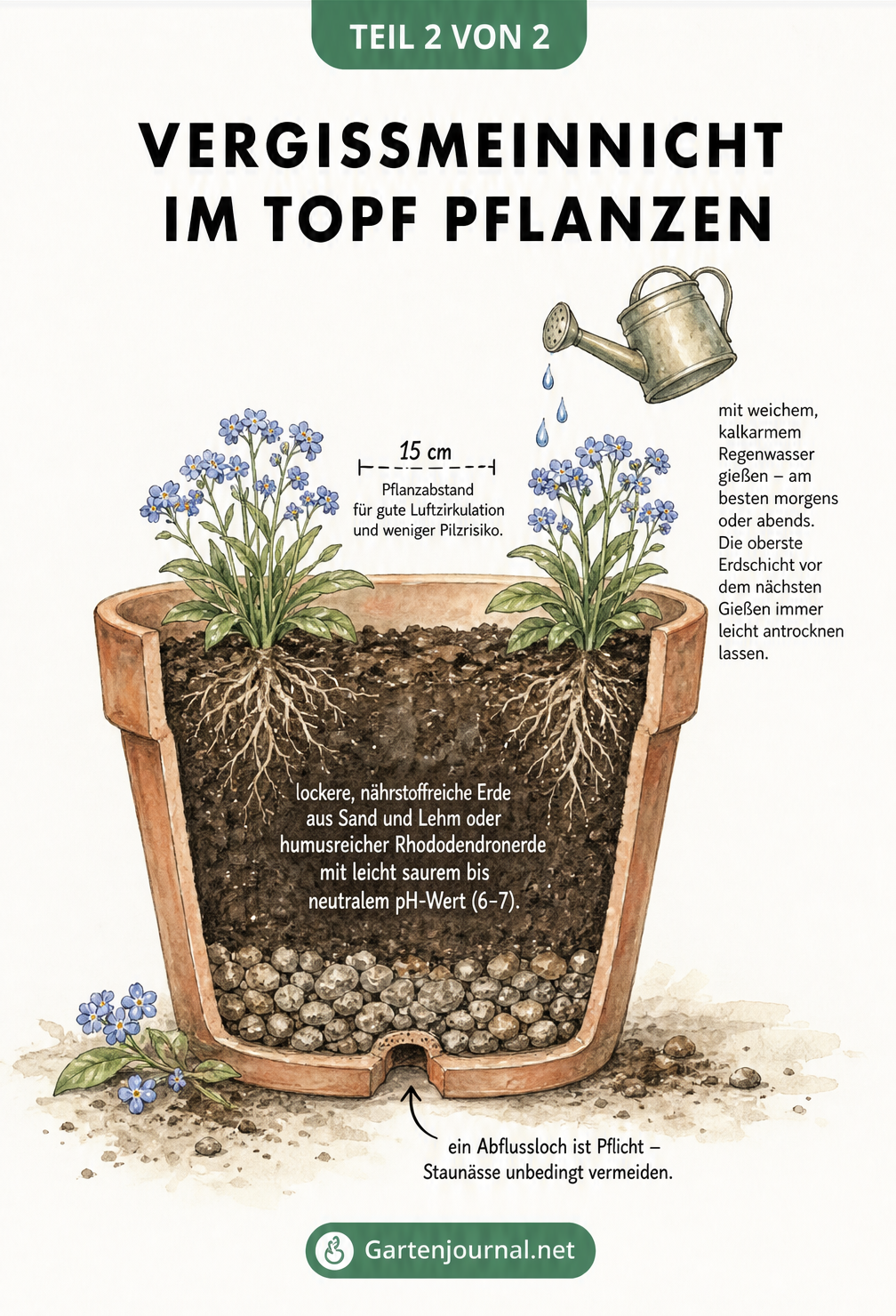 Querschnitt eines Terrakotta-Topfes mit Vergissmeinnicht, der Drainageschicht, Erde und Pflanzabstand zeigt