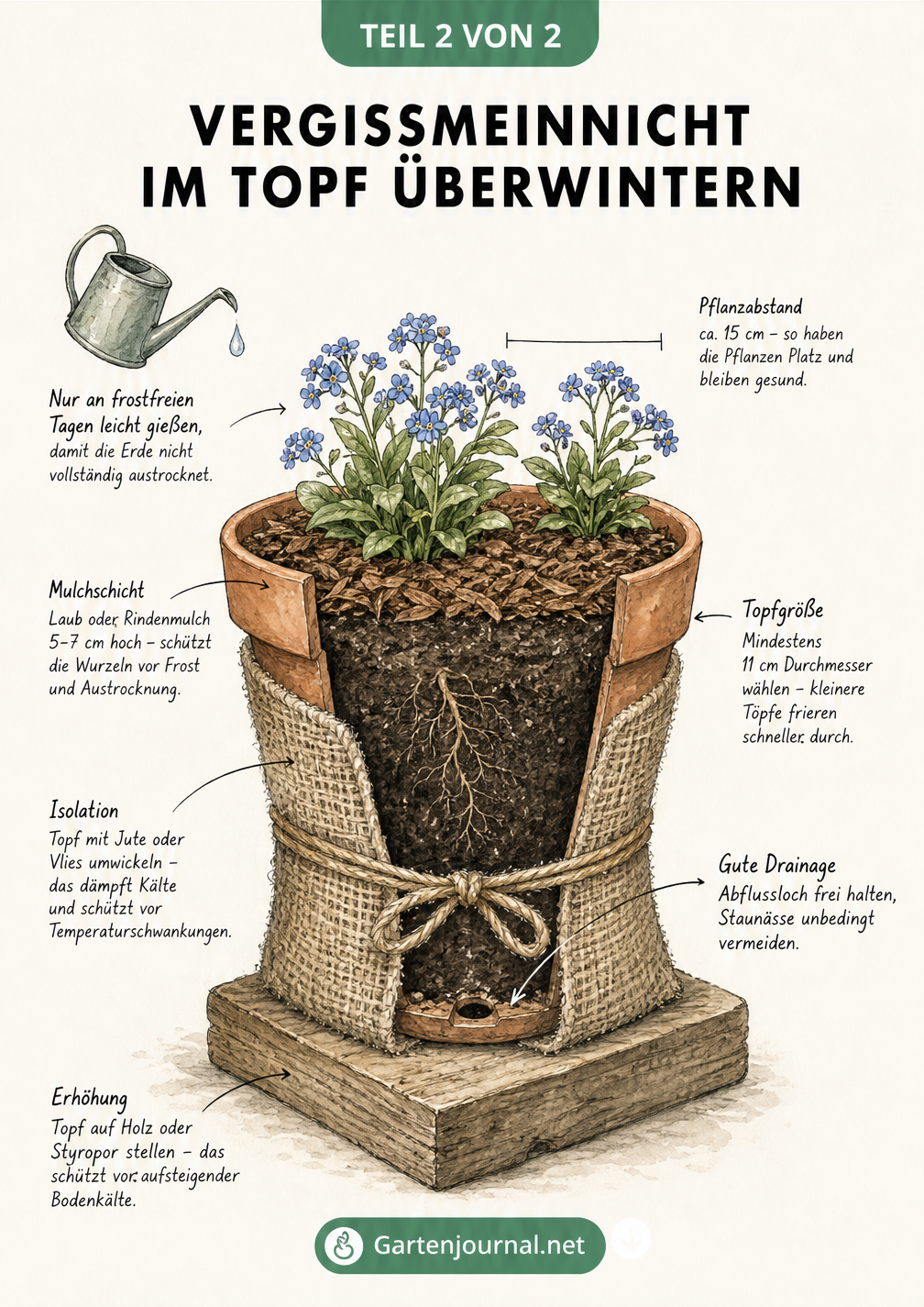 Risszeichnung eines bepflanzten Terrakotta-Topfes mit Vergissmeinnicht, isoliert durch Holzplatte, Jute, Mulch und mit Gießkanne für frostfreie Tage.