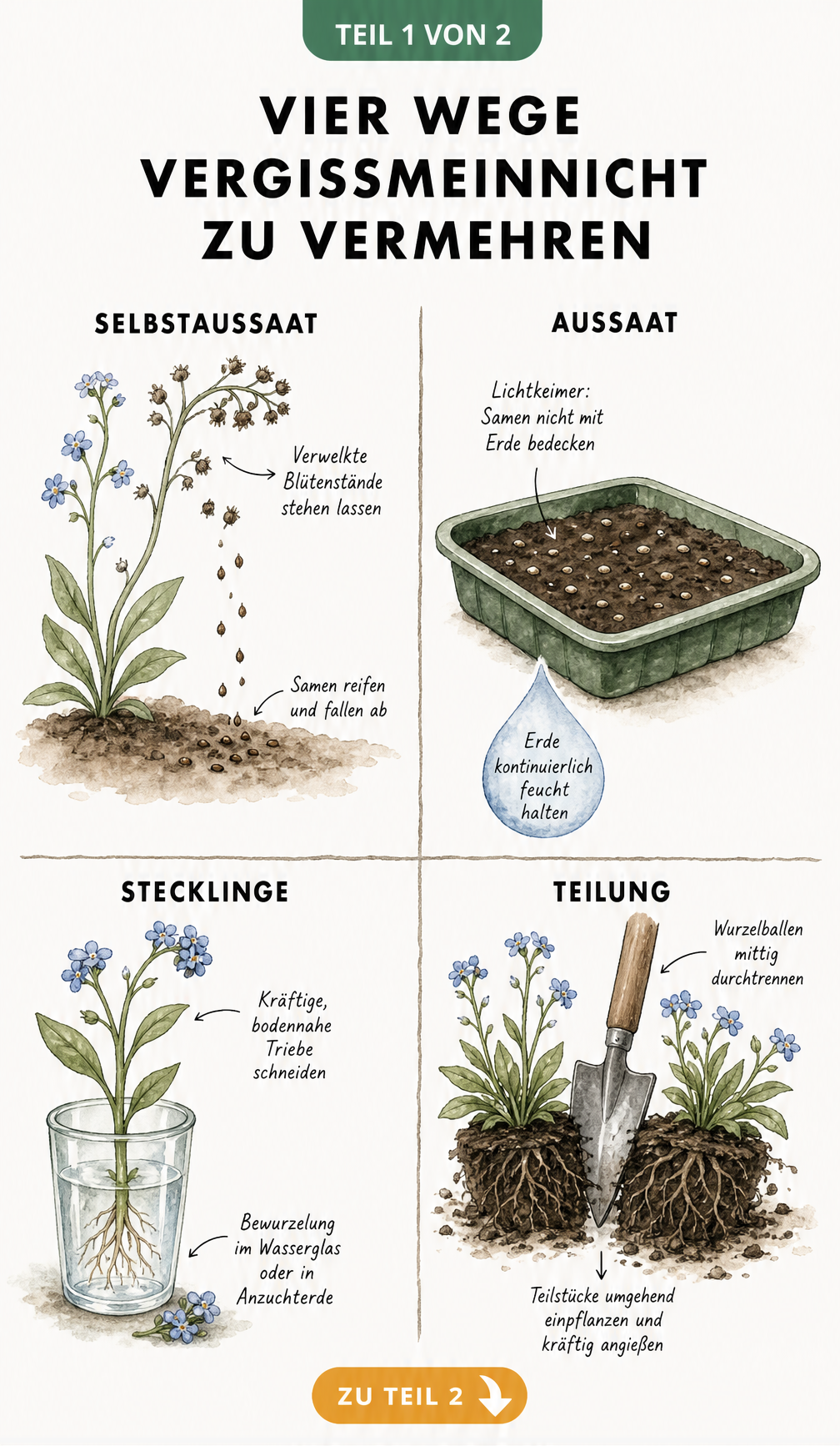 Illustration von vier Methoden zur Vermehrung von Vergissmeinnicht: Selbstaussaat, Aussaat, Stecklinge und Teilung