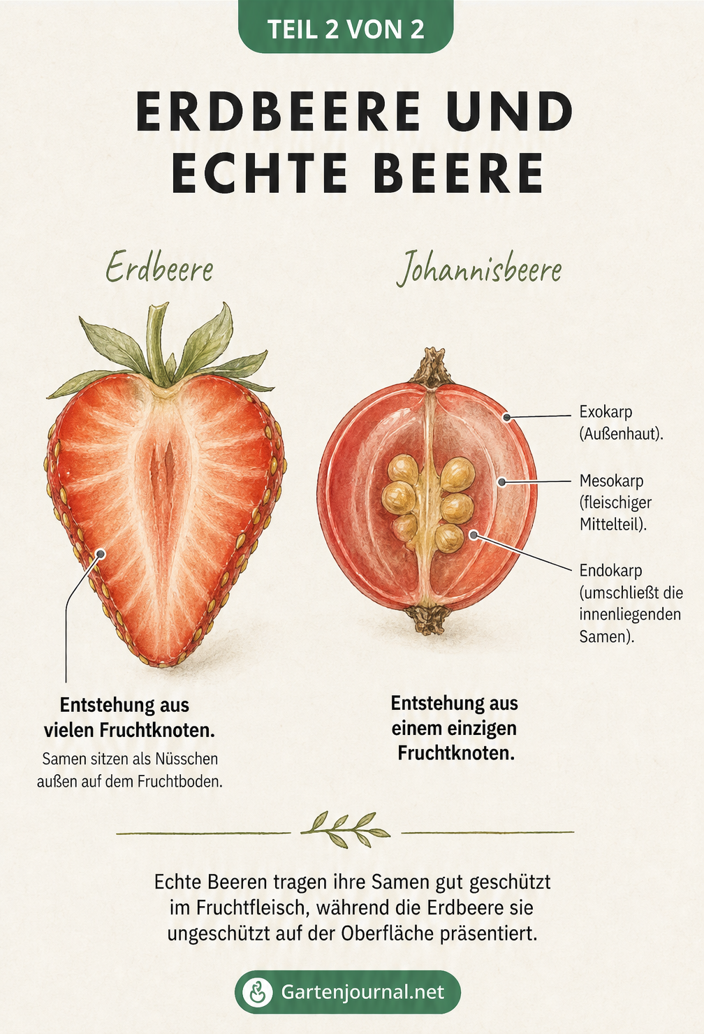 Vergleichsillustration zwischen einer Erdbeere und einer Johannisbeere im Querschnitt