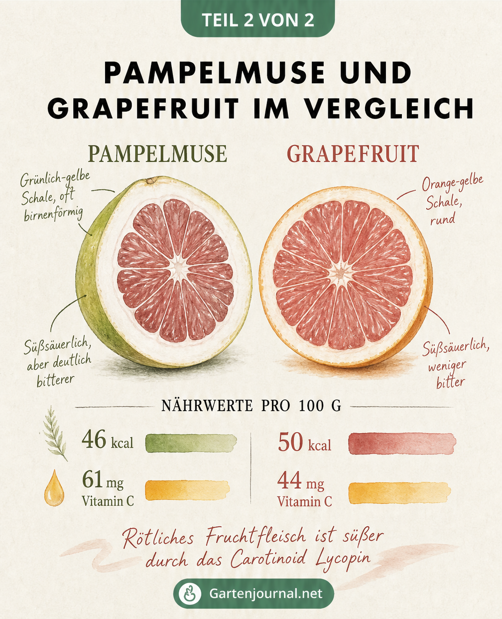 Vergleich der Schnittflächen und Nährwerte von Pampelmuse und Grapefruit