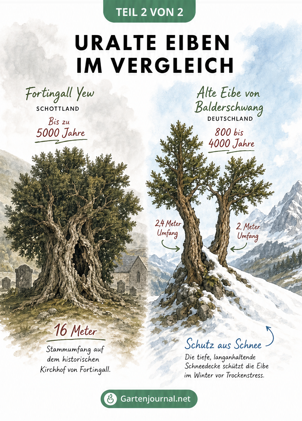 Vergleich der schottischen Fortingall Yew und der Alten Eibe von Balderschwang in ihren Lebensräumen
