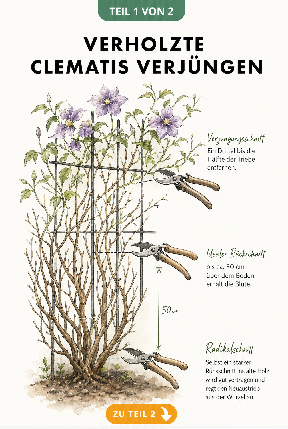 Botanische Illustration einer verholzten Clematis mit drei Gartenscheren, die verschiedene Schnitttiefen für den Verjüngungsschnitt markieren.