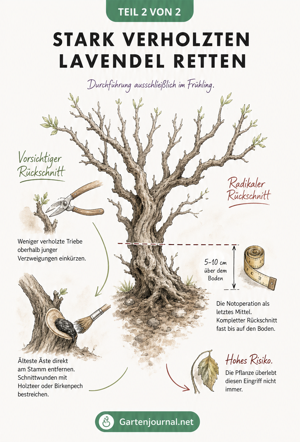 Illustration eines stark verholzten Lavendelstrauchs mit Anleitungen für einen vorsichtigen und einen radikalen Rückschnitt im Frühling