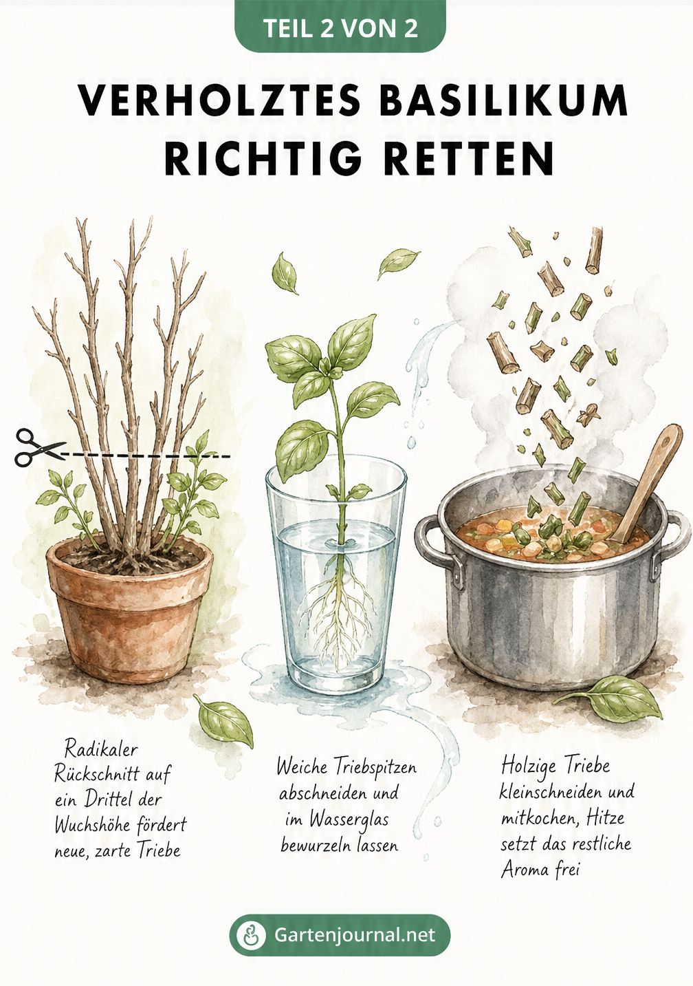 Aquarell-Skizze, die den radikalen Rückschnitt, die Vermehrung im Wasserglas und die kulinarische Verwertung von verholztem Basilikum zeigt.