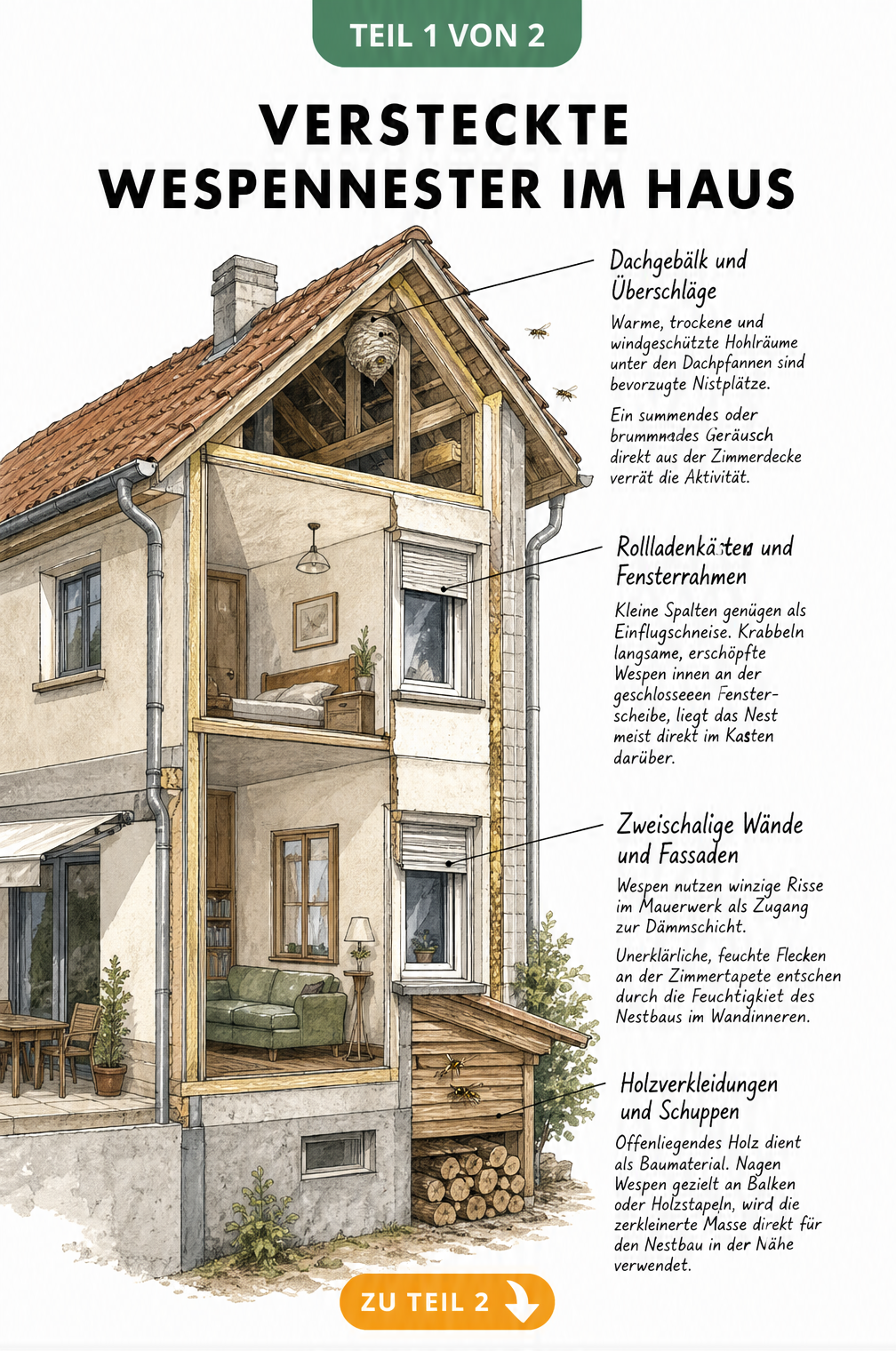 Schnittzeichnung eines Hauses mit versteckten Wespennestern in Dachgebälk, Rollladenkästen, Wänden und Holzverkleidungen