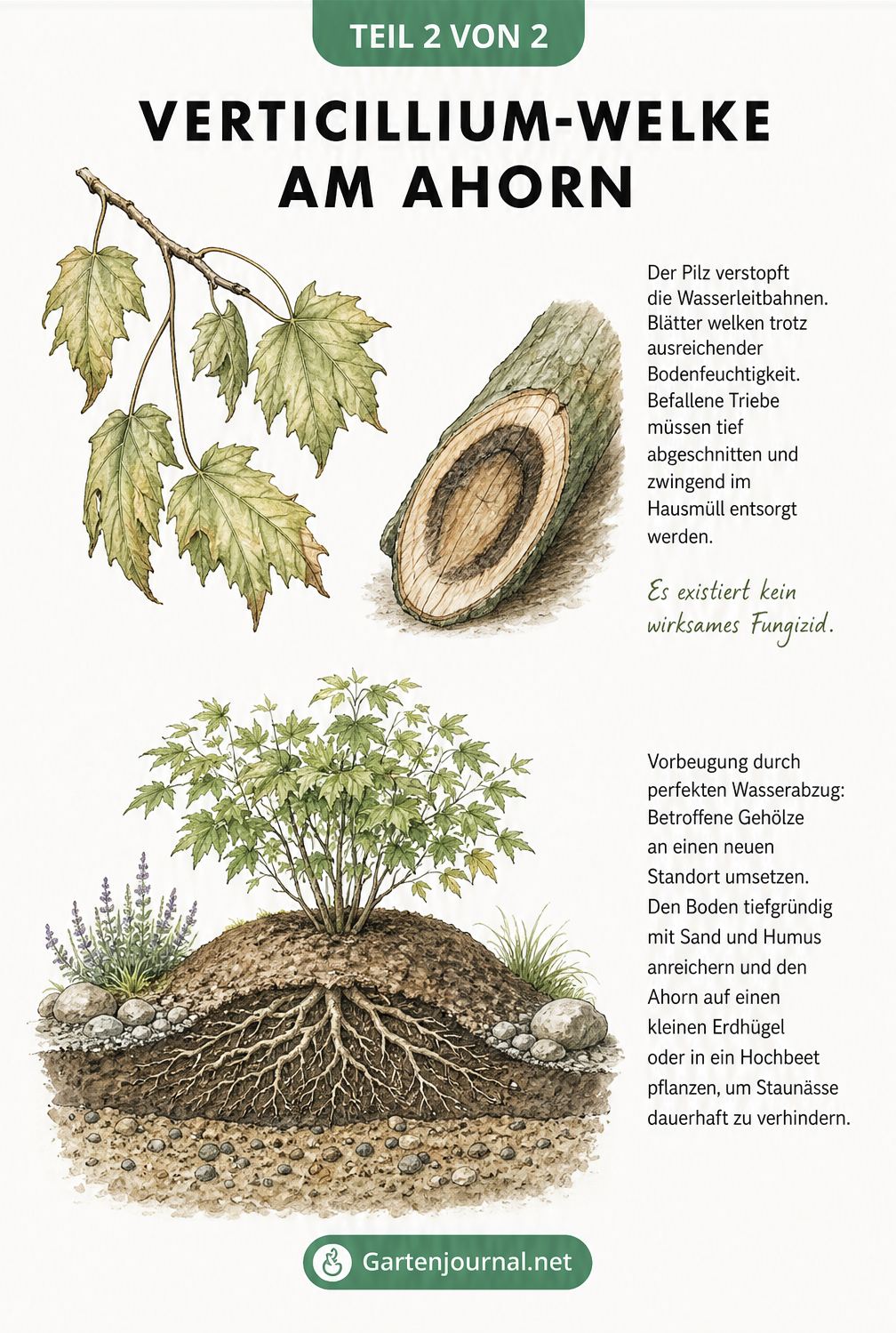 Zeichnung eines Ahornzweigs mit Verticillium-Welke und Querschnitt einer Pflanzung auf einem Erdhügel zur Vorbeugung