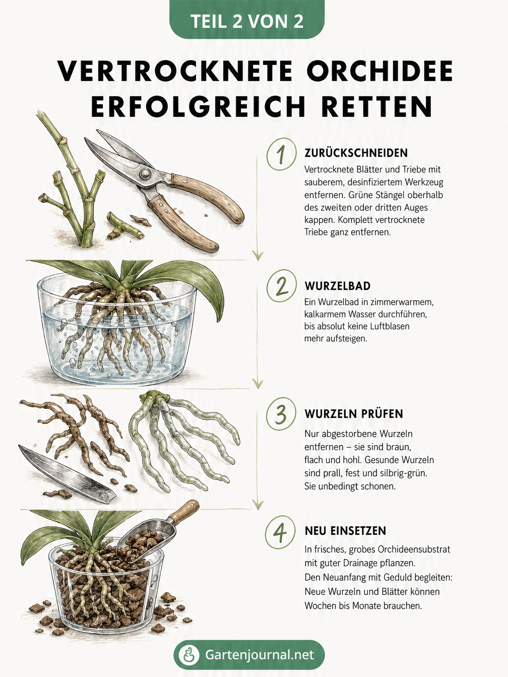 Vier Schritte zur Rettung einer vertrockneten Orchidee: Rückschnitt, Wasserbad, Entfernen toter Wurzeln und Umtopfen