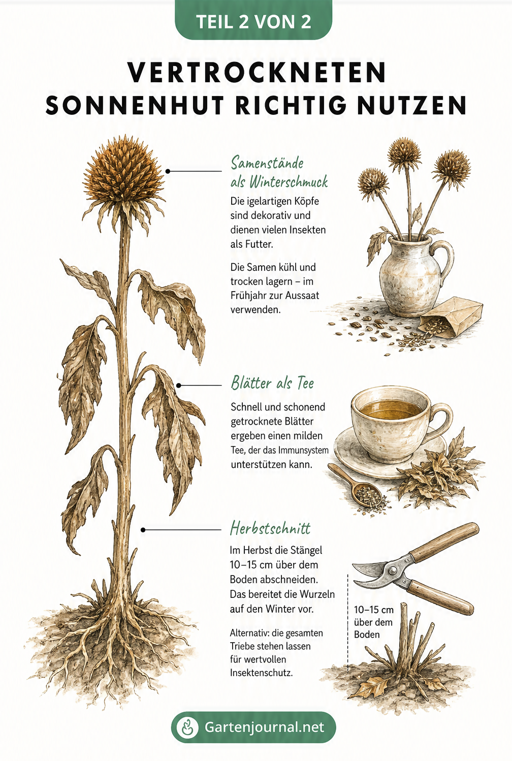Illustration zur Nutzung von vertrocknetem Sonnenhut: Samen als Winterdeko, Blätter für Tee und der richtige Herbstschnitt.