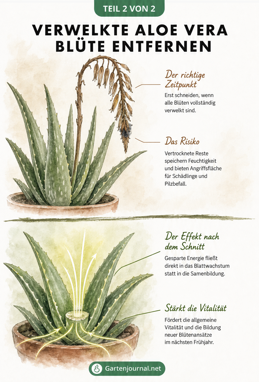 Vorher-Nachher-Aquarellzeichnung einer Aloe Vera mit vertrockneter Blüte und nach dem Schnitt mit neuem Energiefluss