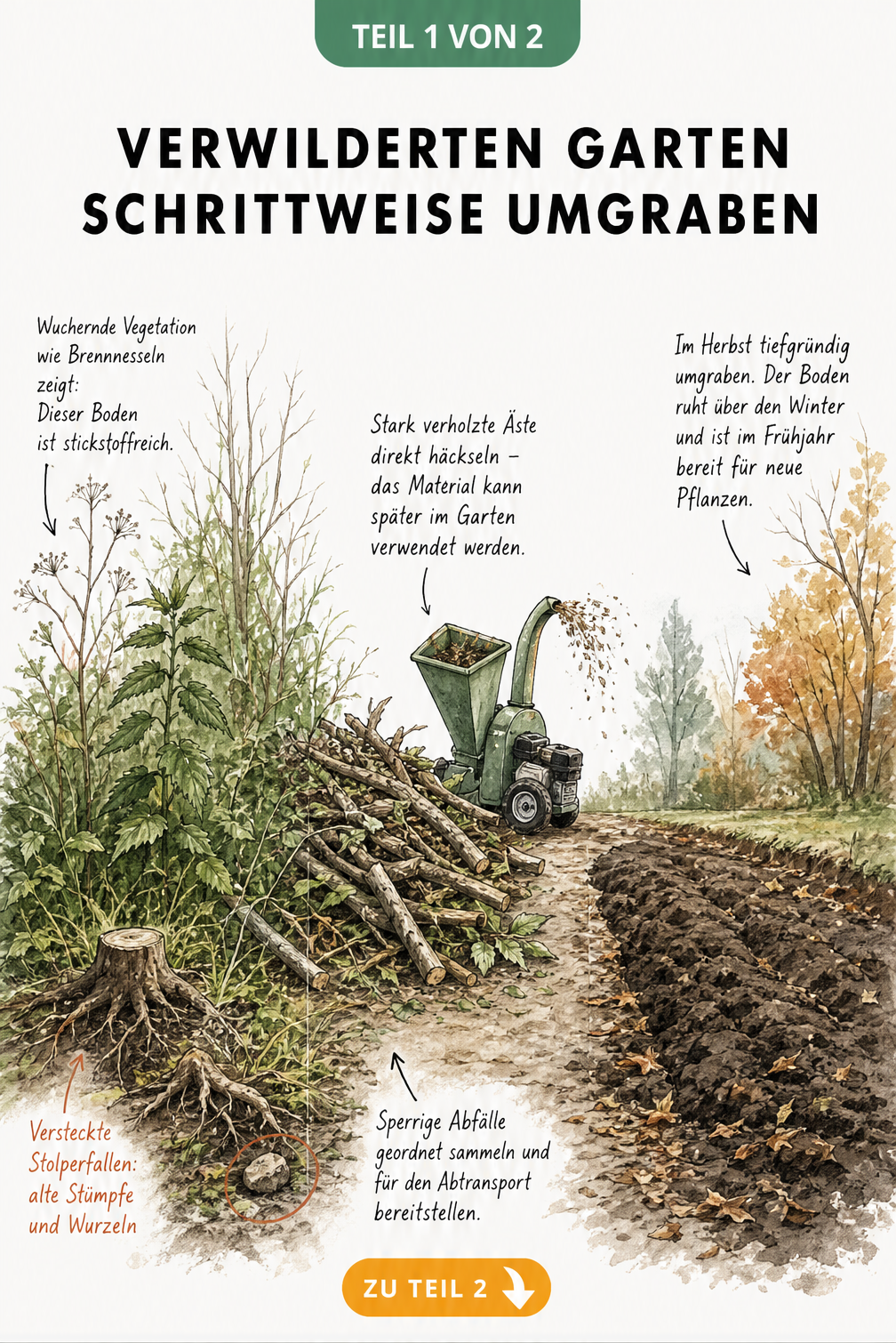 Illustration eines verwilderten Gartens, der schrittweise gerodet und für die Neubepflanzung vorbereitet wird