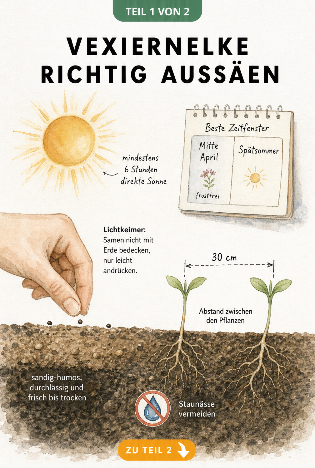 Botanisches Schnittbild zur Aussaat der Vexiernelke mit Sonne, Samen auf der Erde und Bodenprofil
