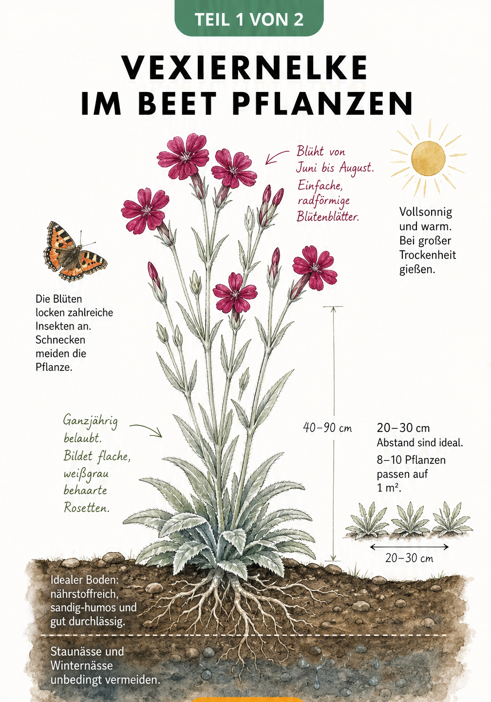 Botanische Illustration der Vexiernelke mit Details zu Blütezeit, Wuchshöhe, Bodenbeschaffenheit und Pflanzabstand im Beet.