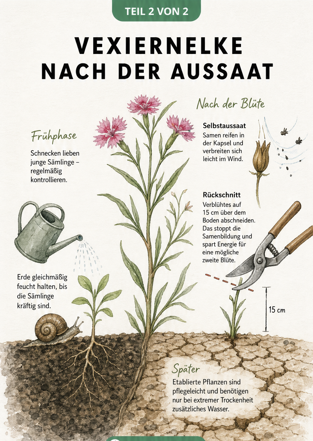 Illustration der Vexiernelke nach der Keimung mit Jungpflanze, Schnecke und ausgewachsener Blüte