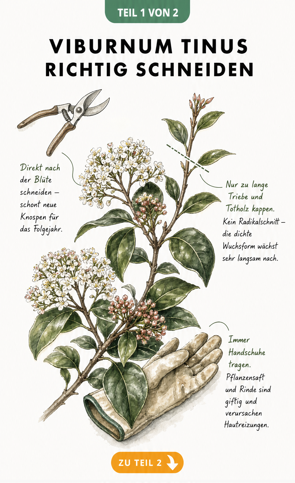 Botanische Illustration eines Viburnum Tinus Zweiges mit Schere, die den Schnitt nach der Blüte zeigt, sowie einem Gartenhandschuh als Hinweis auf Giftigkeit.