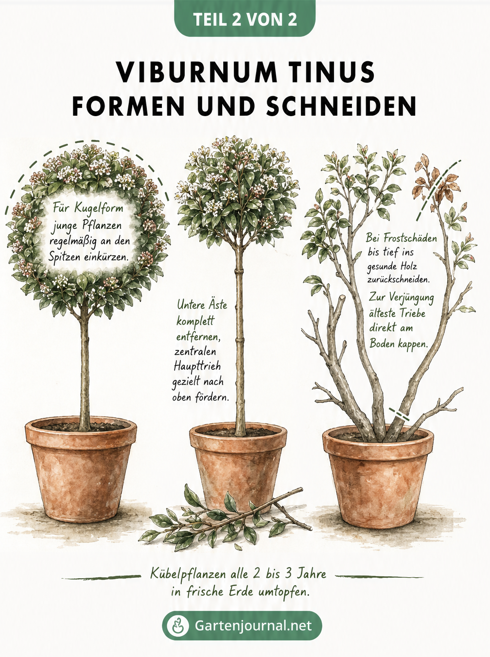 Aquarell-Zeichnung von drei Viburnum Tinus Pflanzen in Terrakotta-Kübeln, die als Kugelbäumchen, Hochstamm und verjüngter Strauch nach Frostschäden geformt...