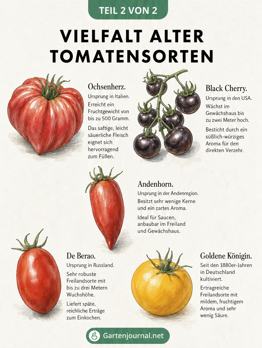 Aquarell-Übersicht von fünf alten Tomatensorten: Ochsenherz, Black Cherry, Andenhorn, De Berao und Goldene Königin mit kurzen Beschreibungen