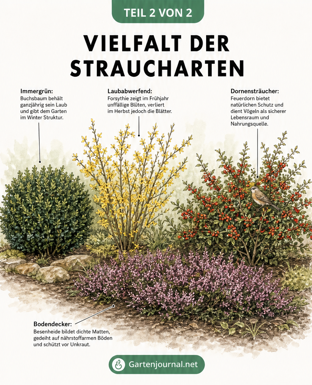 Illustration verschiedener Straucharten im Gartenbeet: Immergrüner Buchsbaum, laubabwerfende Forsythie, Feuerdorn und bodendeckende Besenheide
