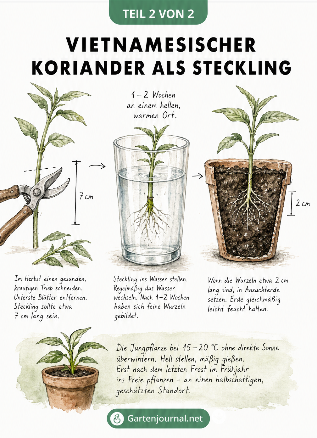 Skizze zur Vermehrung von vietnamesischem Koriander durch Stecklinge im Wasserglas und Anzuchttopf