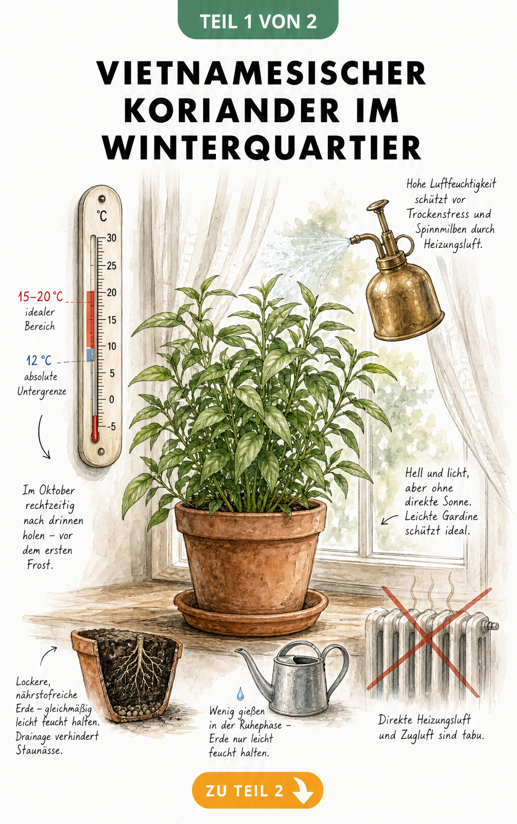 Illustration eines vietnamesischen Korianders im Topf auf einer Fensterbank mit Thermometer und Sprühflasche