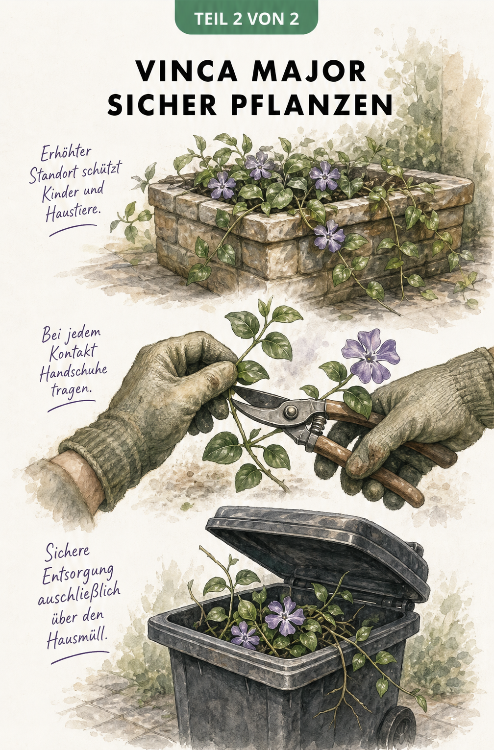 Illustration von Sicherheitsmaßnahmen beim Umgang mit Vinca major: erhöhter Standort, Handschuhe und Entsorgung im Hausmüll