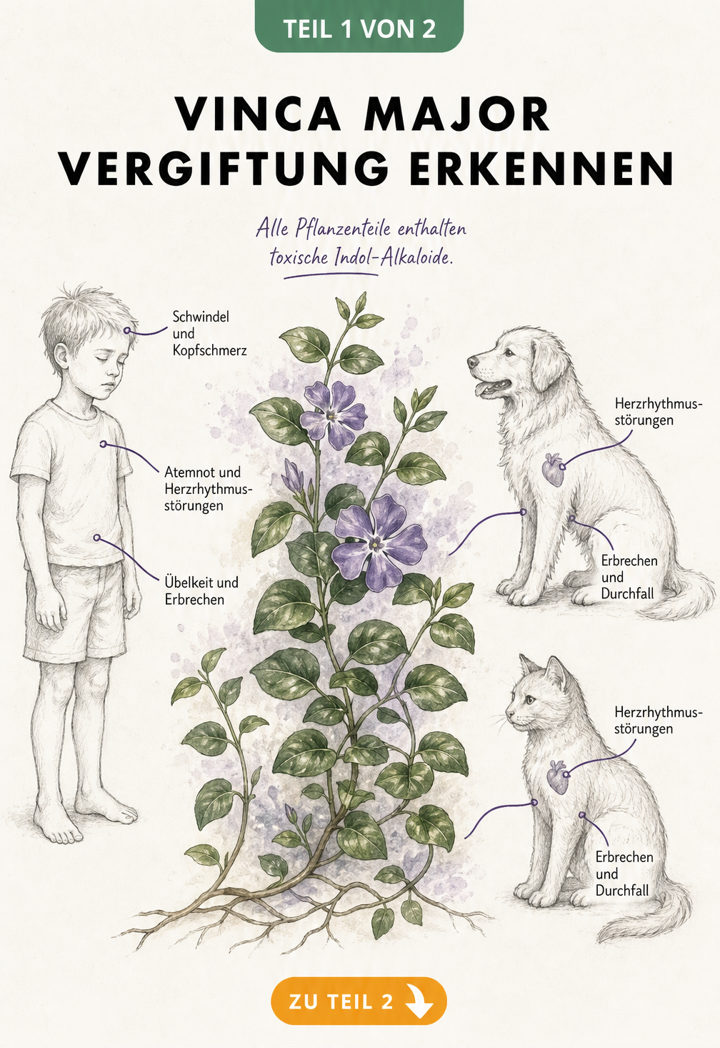 Botanische Illustration von Vinca major mit Markierungen zu Vergiftungssymptomen bei Mensch und Tier