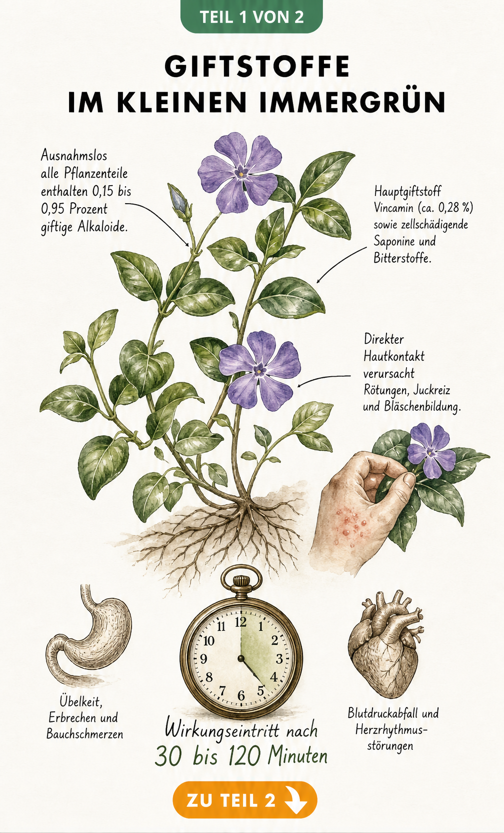 Botanische Illustration von Vinca minor mit Hinweisen zu den enthaltenen Giftstoffen wie Vincamin und Saponinen.