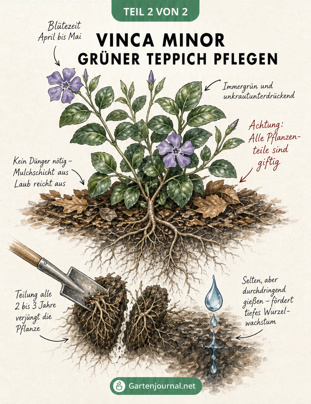 Botanische Illustration zur Pflege von Vinca minor Grüner Teppich mit Hinweisen zu Blütezeit, Gießen und Mulchen
