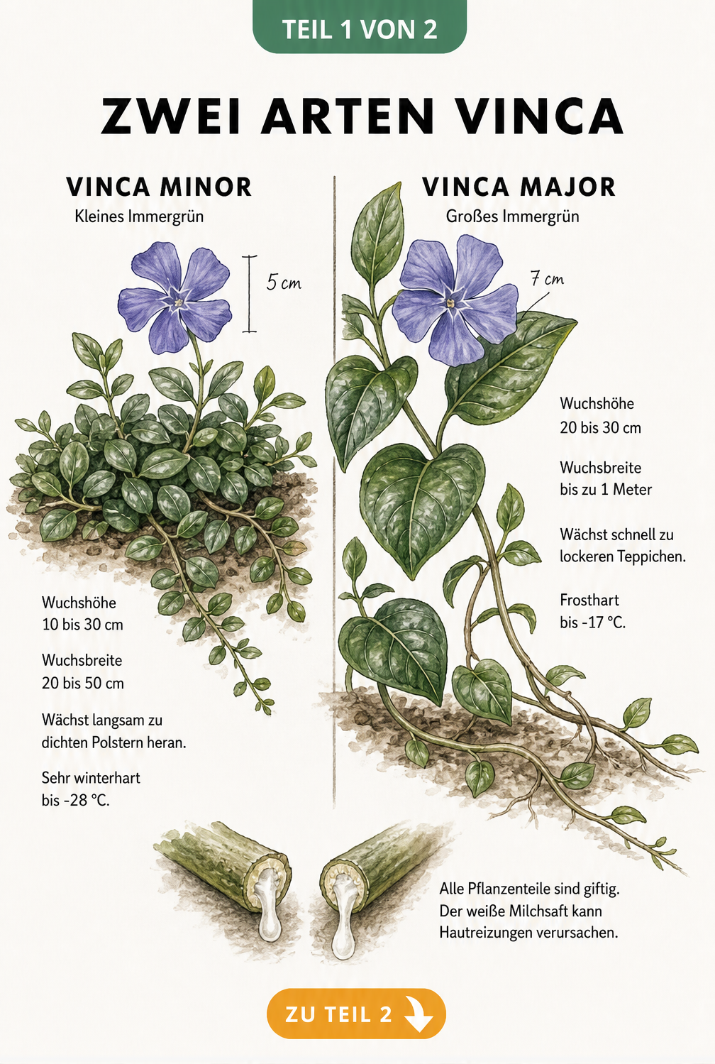 Botanische Illustration von Vinca minor und Vinca major im Vergleich mit Wuchshöhe, Blattform und Winterhärte