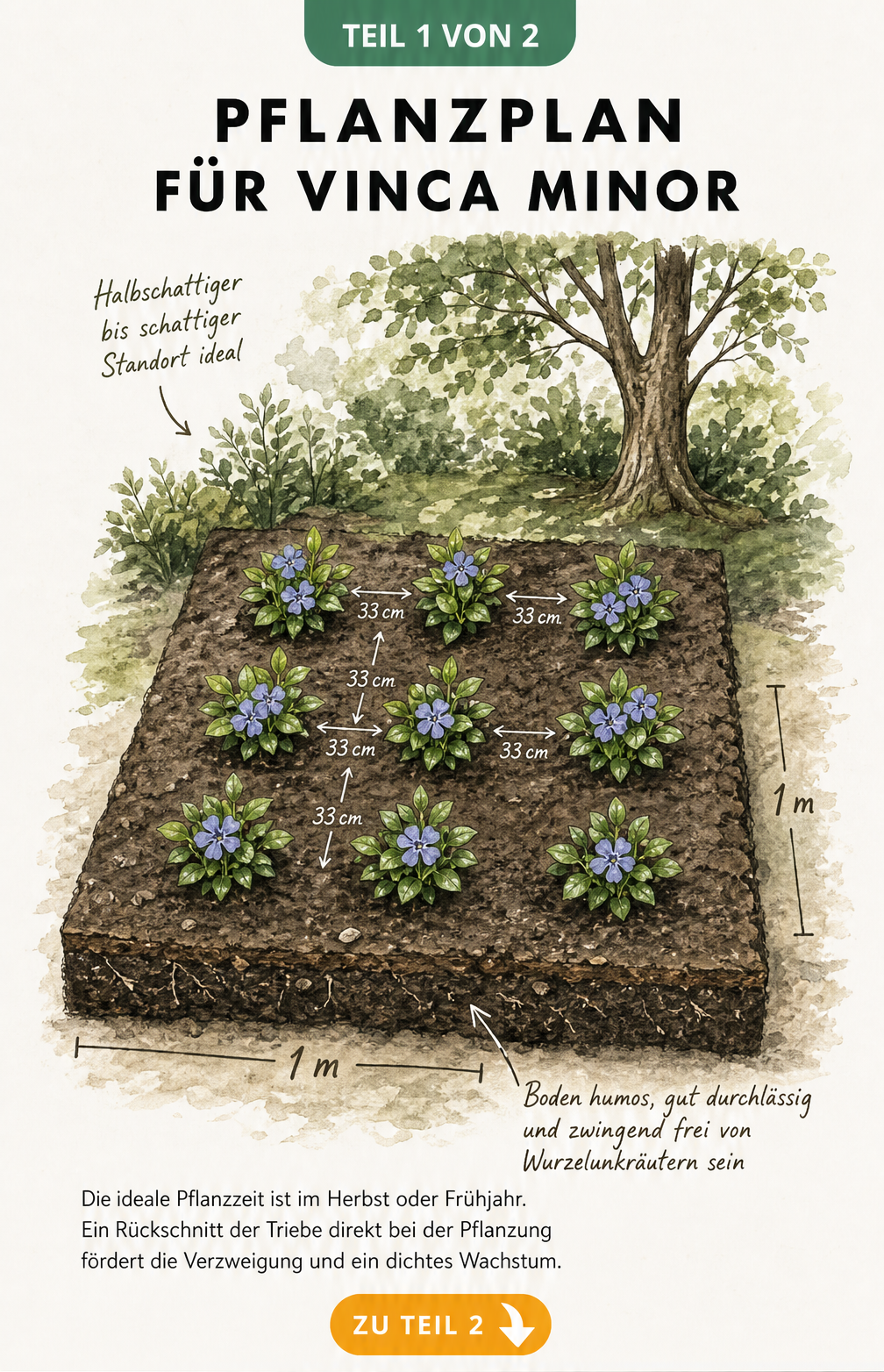 Isometrische Skizze eines Quadratmeters Gartenboden mit 7 bis 9 Vinca minor Pflanzen und Maßlinien für den Pflanzabstand