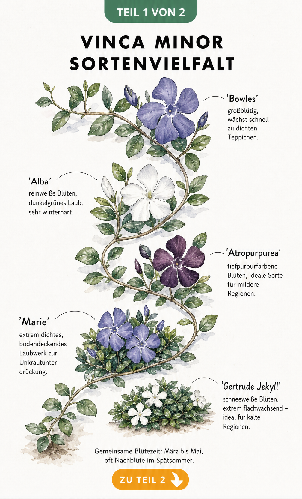 Botanische Illustration von fünf Vinca minor Sorten mit Blüten und Blättern
