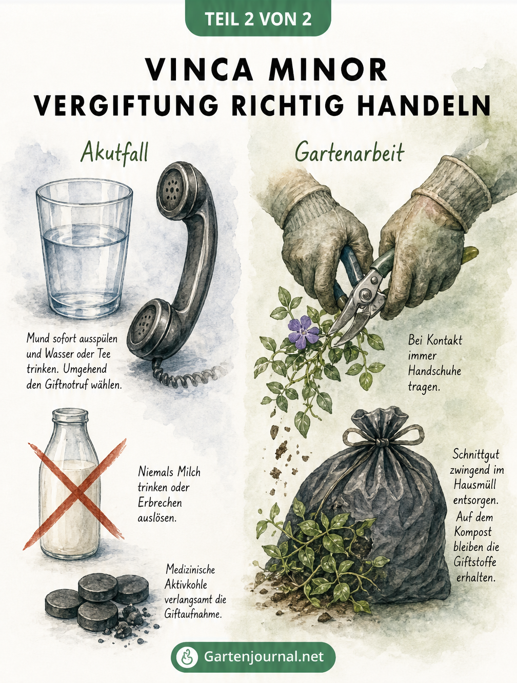 Illustration mit Verhaltensregeln bei einer Vergiftung durch Vinca minor und Tipps zur sicheren Gartenarbeit.