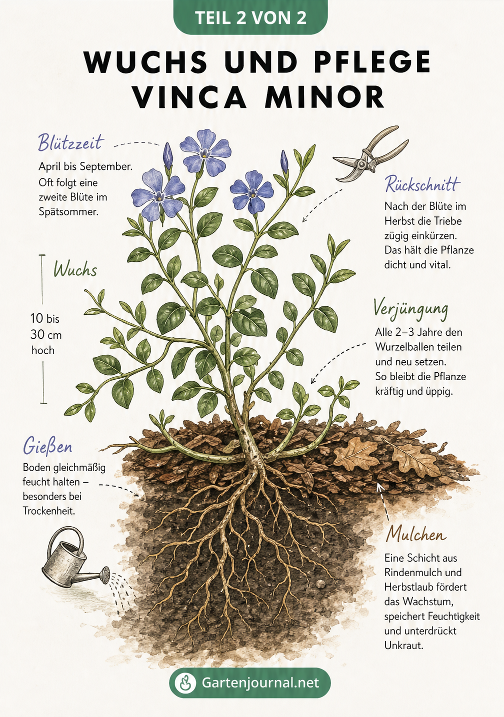 Botanische Illustration von Vinca minor im Querschnitt mit Wurzeln, Blättern, Blüten und Pflegetipps