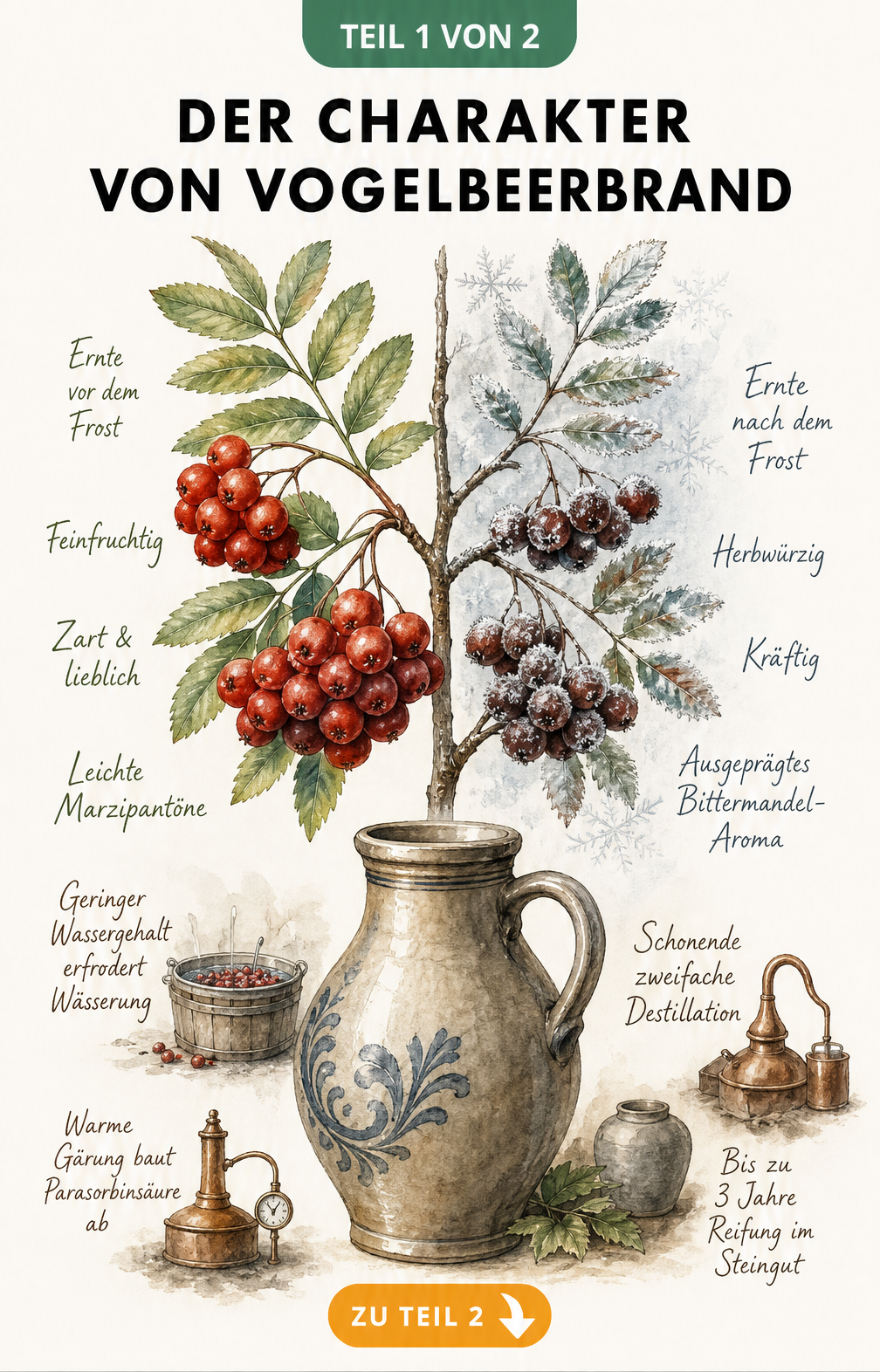 Botanische Illustration eines Ebereschenzweigs mit roten Beeren und traditionellem Steingutkrug zur Herstellung von Vogelbeerbrand