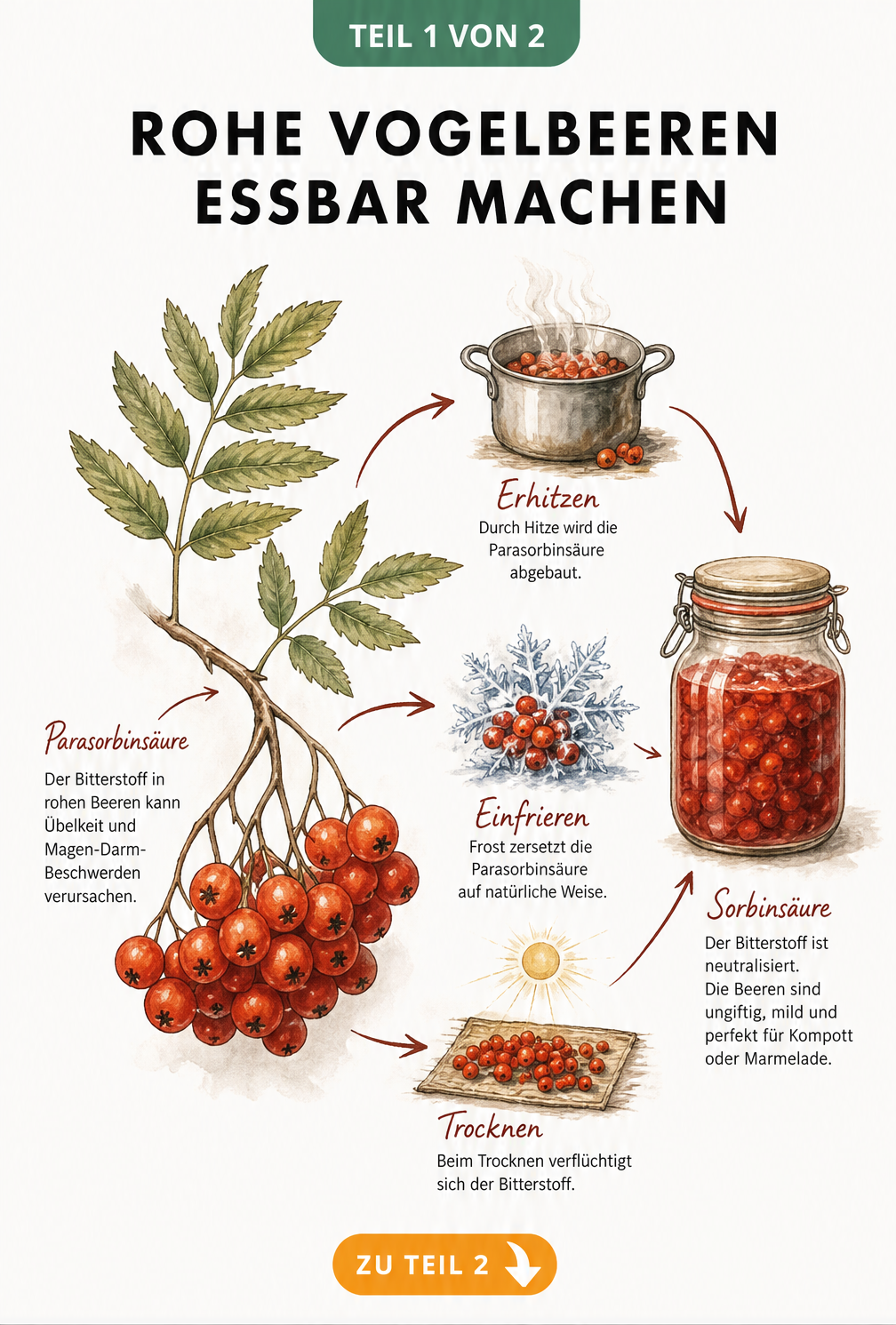 Botanische Illustration: Rohe Vogelbeeren mit Parasorbinsäure und die Verarbeitung durch Erhitzen, Einfrieren oder Trocknen zu genießbaren Beeren mit...